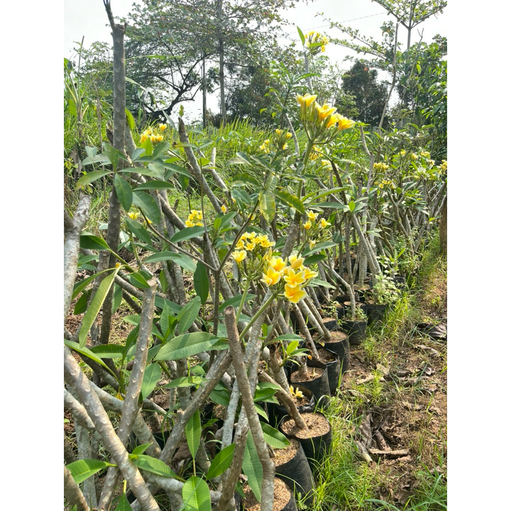 kamboja bali asli kamboja kuning bali pohon aesthetic pohon unik