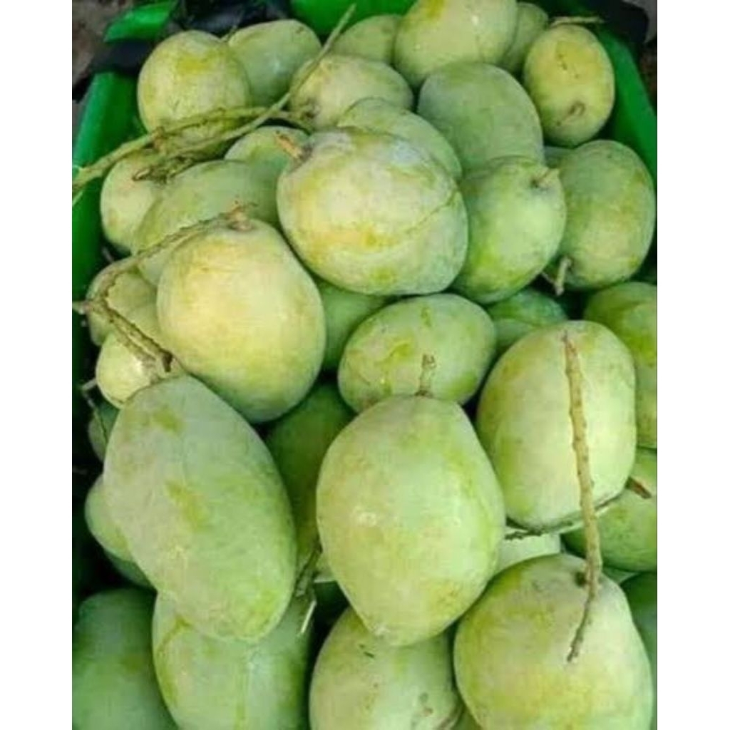 

mangga cengkir mengkel