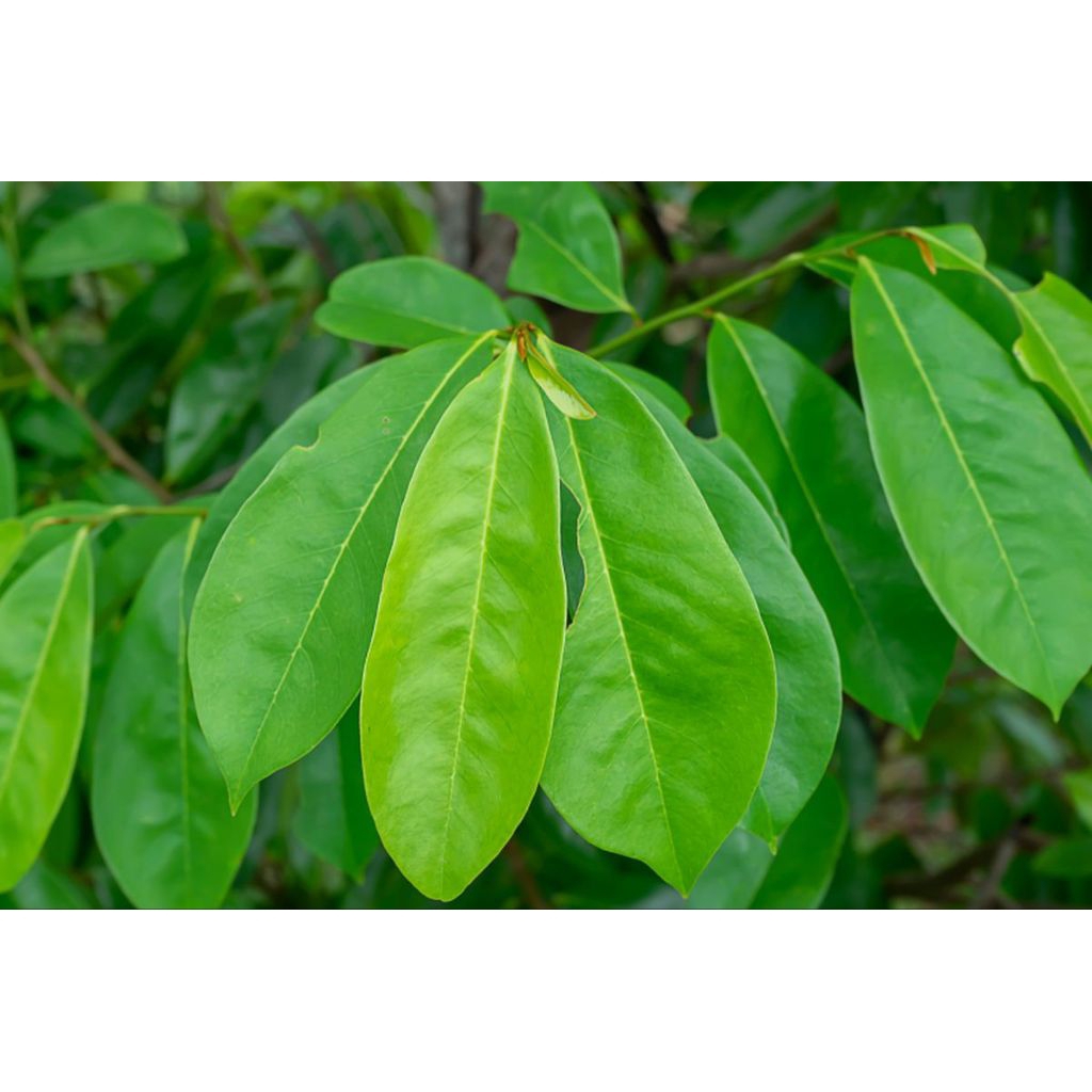 

Daun sirsak per 250 grm