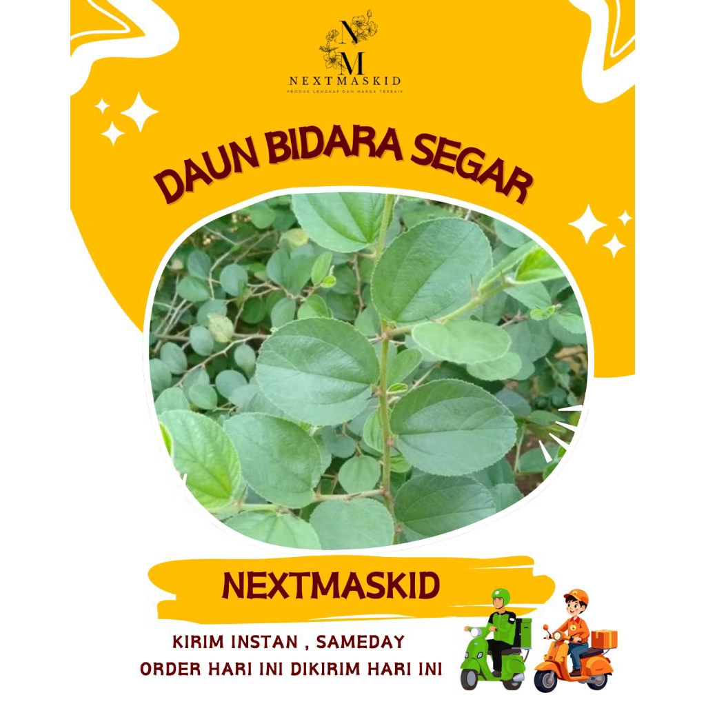 

Daun Bidara Arab [Sidr] Segar Untuk Obat Herbal / Dipetik Dadakan / Perhelai