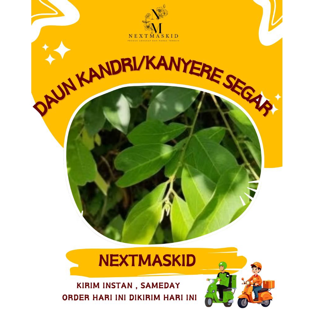 

Daun Kandri / Daun Gandrik / Kanyere Segar / Obat Herbal / Daun Kambuhan / Di Petik Dadakan / Perhelai