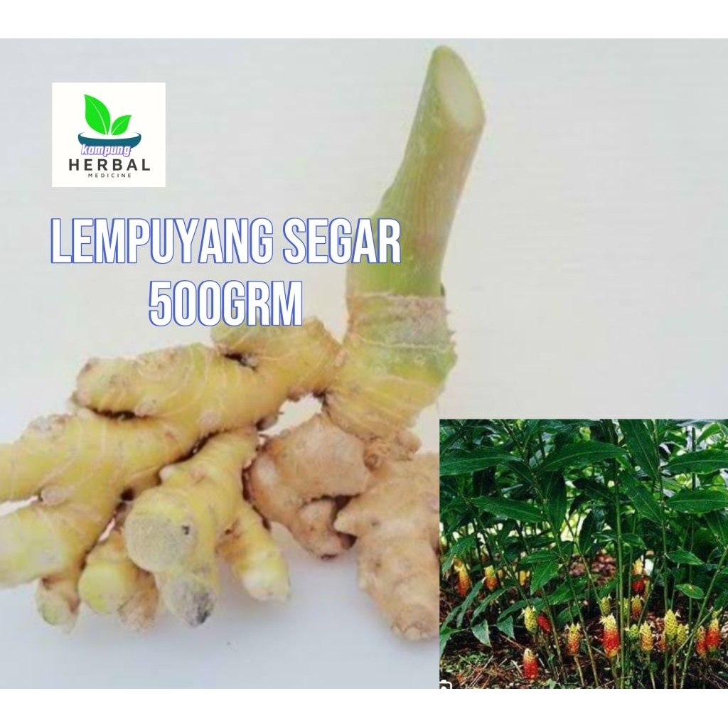 

lempuyang segar asli 500grm fresh
