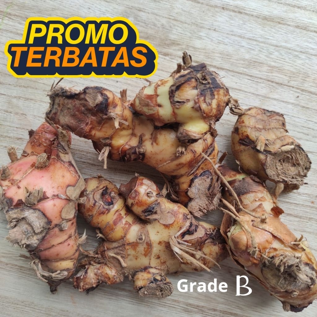 

Lengkuas Segar grade B Bahan Bumbu Masak Rempah Rimpang Jamu Sehat Resep JSR dr Zaidul Akbar