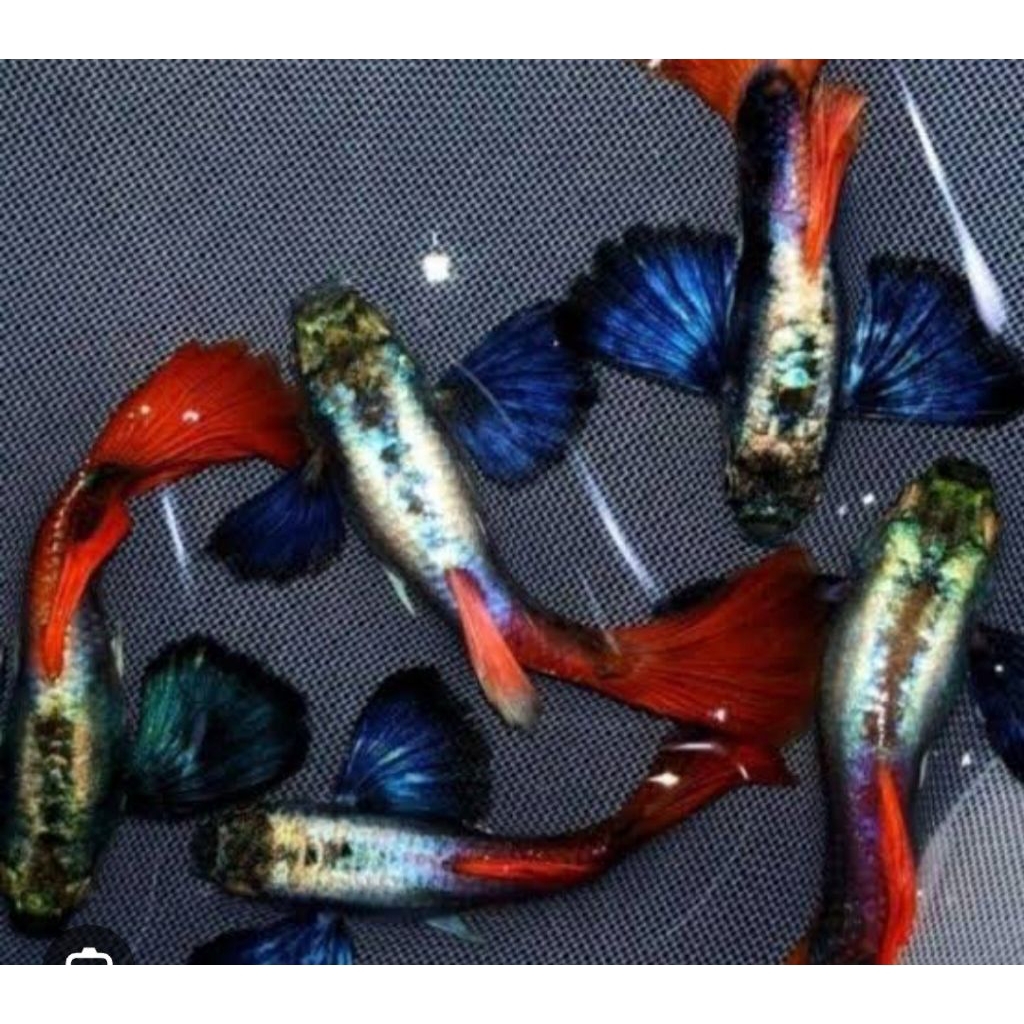 Guppy prtde kuping gajah jantan dan betina