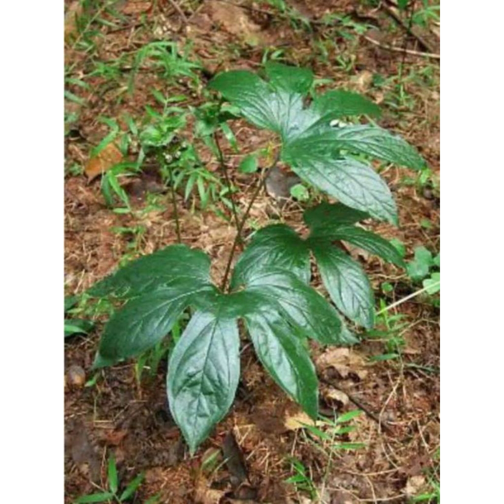 tanaman gadung tikus (tacca palmata) herbal