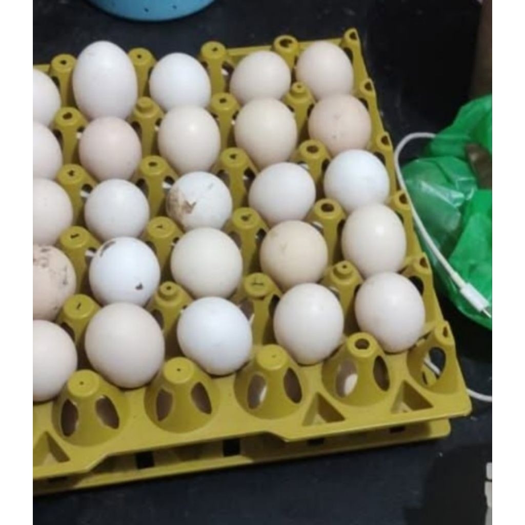 

Telur fertil BP3 x Mardi