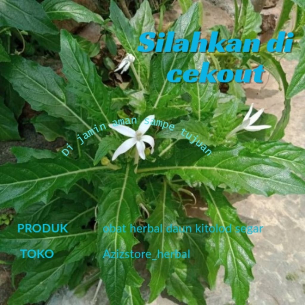

obat herbal daun kitolod segar siap kirim 250 gram