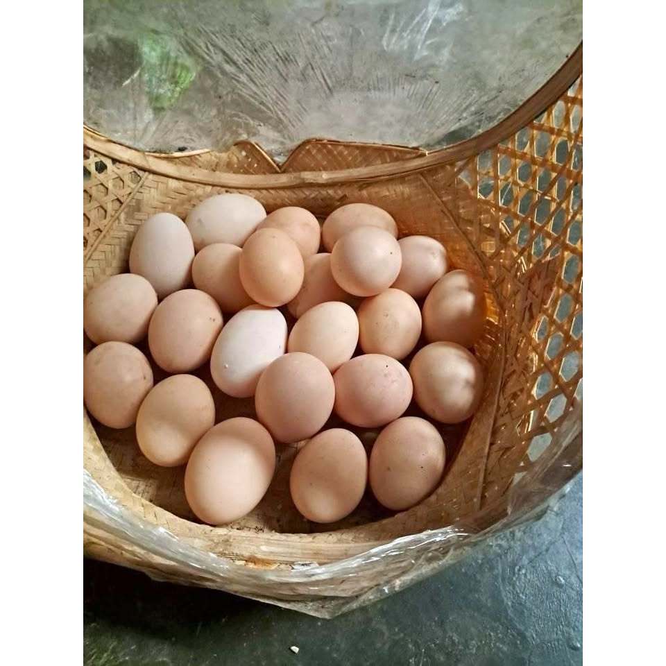 

Telur Ayam Elba Ayam Kampung Petelur Unggul Telur Organik Telur Omega 3 Garansi Asli