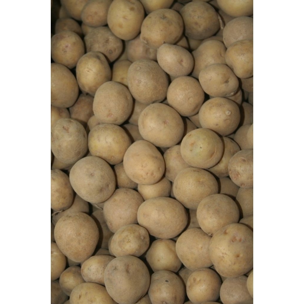 

kentang ukuran sedang murah // kentang Dieng// fresh 1kg