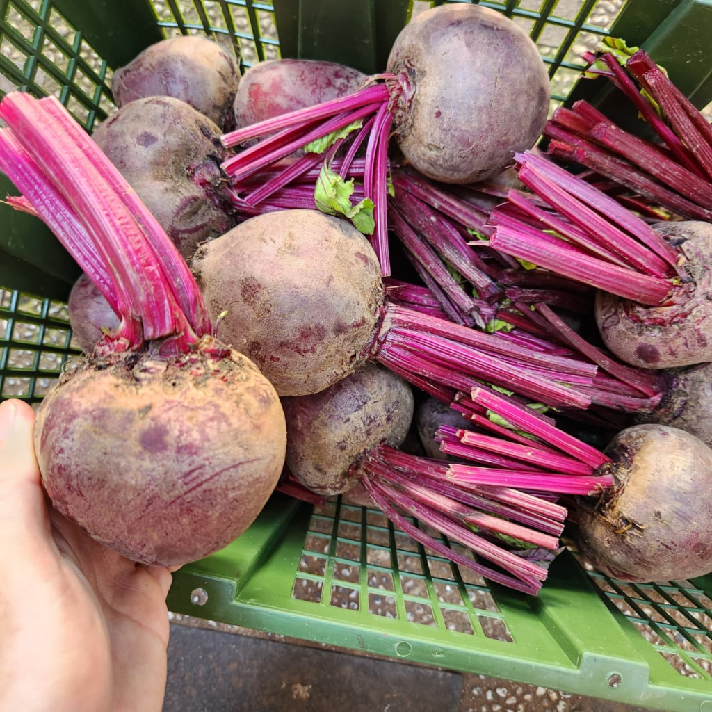 

Buah Bit Beetroot Beet 1kg Segar Fresh Premium 1KG