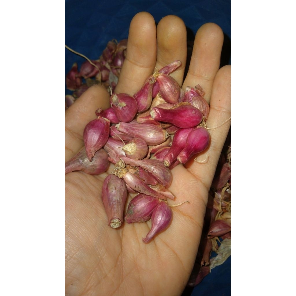 

Bawang Merah Sangat Kecil bumbu dapur brambang Gerusan / Ulekan