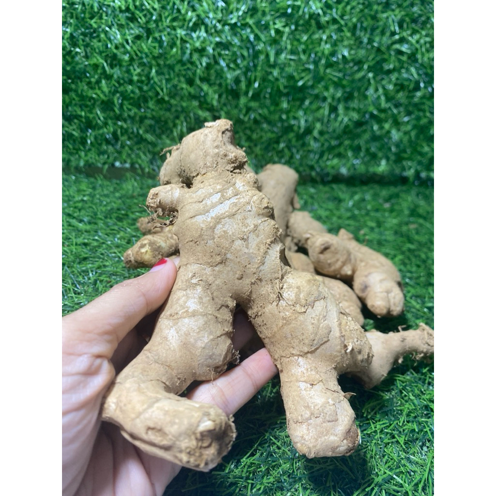 

Jahe gajah rempah fresh wonogiri