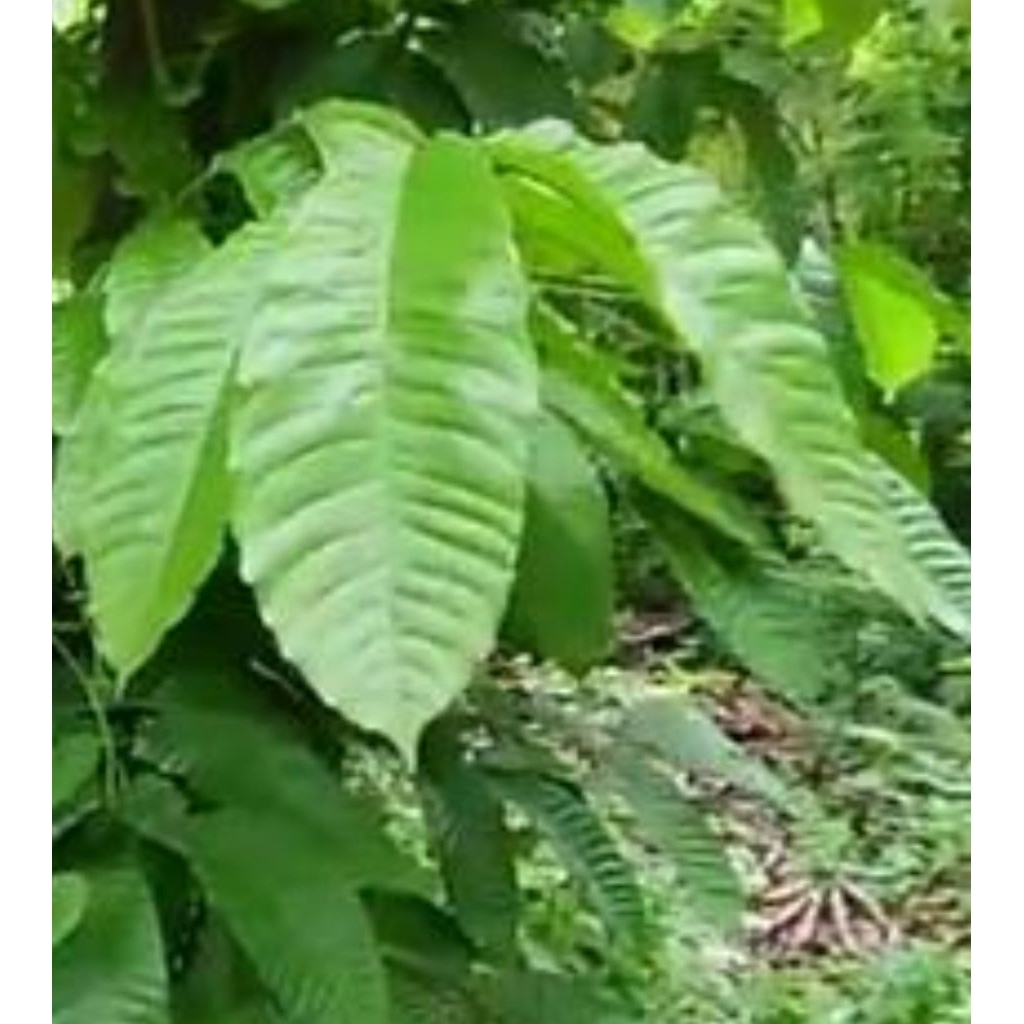 

Daun Matoa Segar Organik 1 Kg