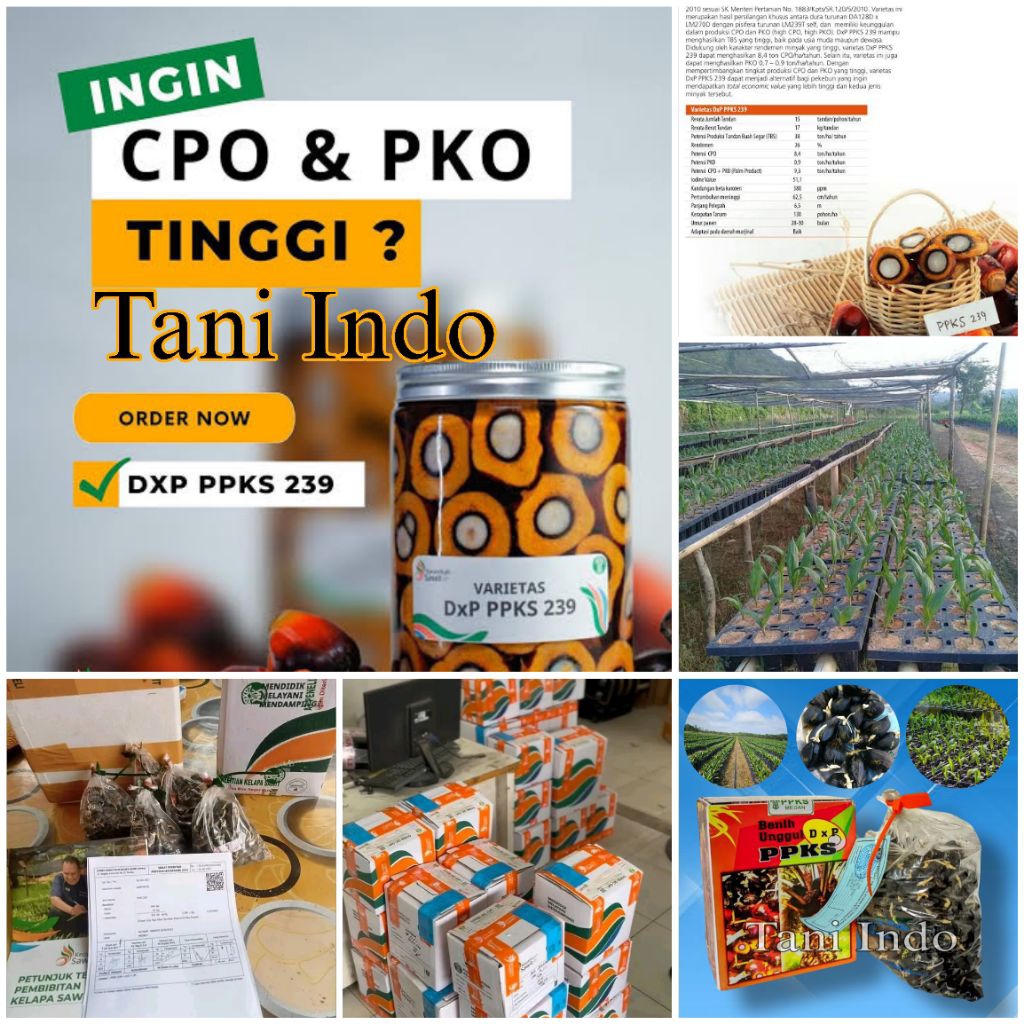 bibit kecambah Sawit unggul ppks239