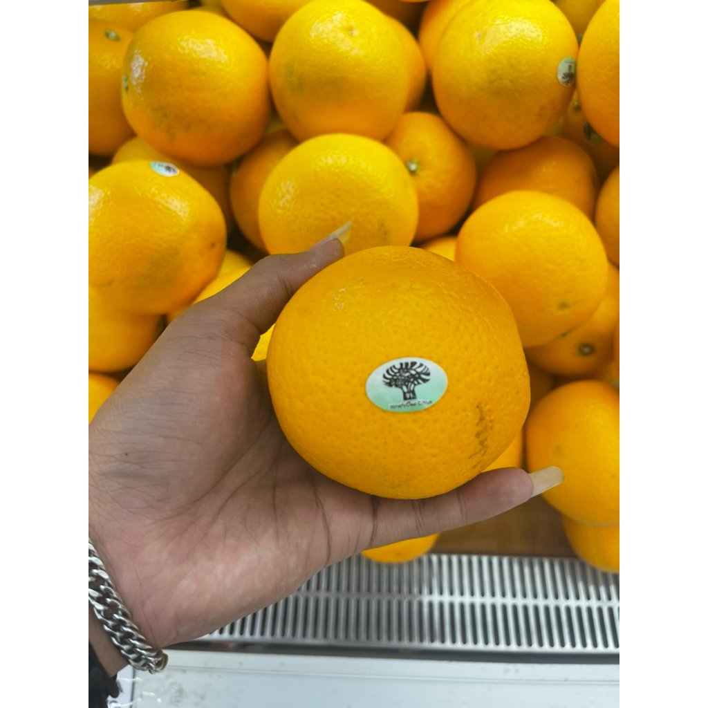 

Jeruk Navel Valencia | Jeruk Valencia Afrika Fresh 1kg