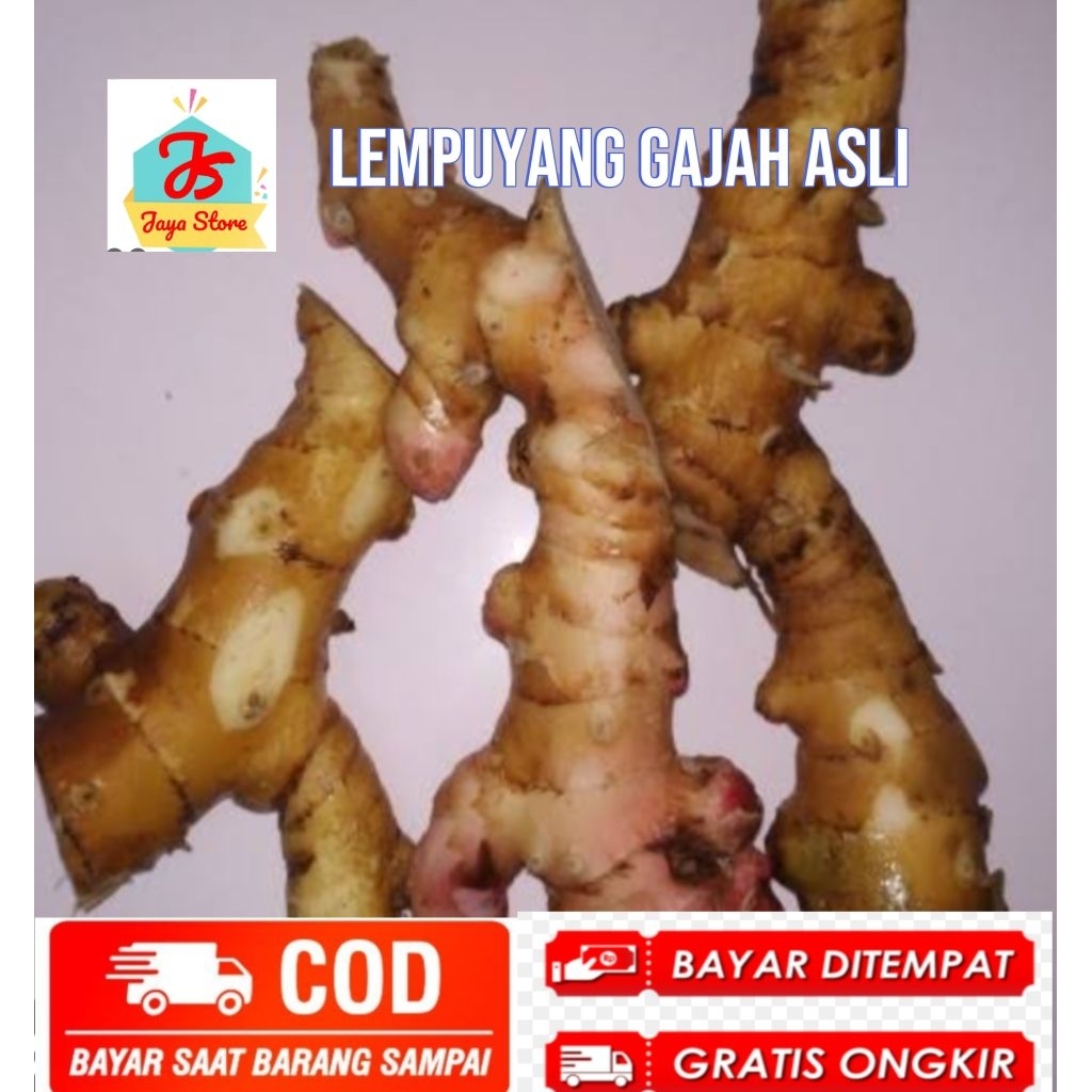 

lempuyang gajah asli herbal 1 kg