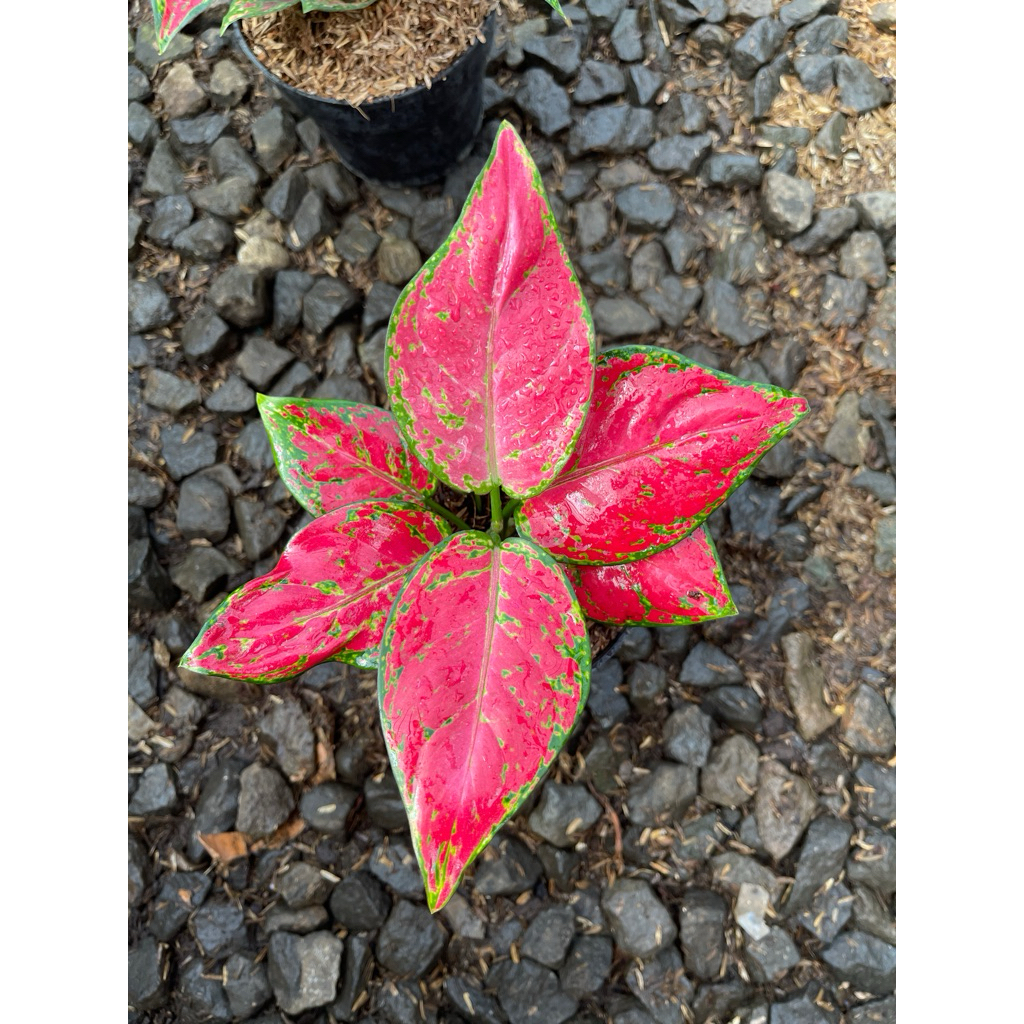 Aglonema Red anjamani Tanian Lokal