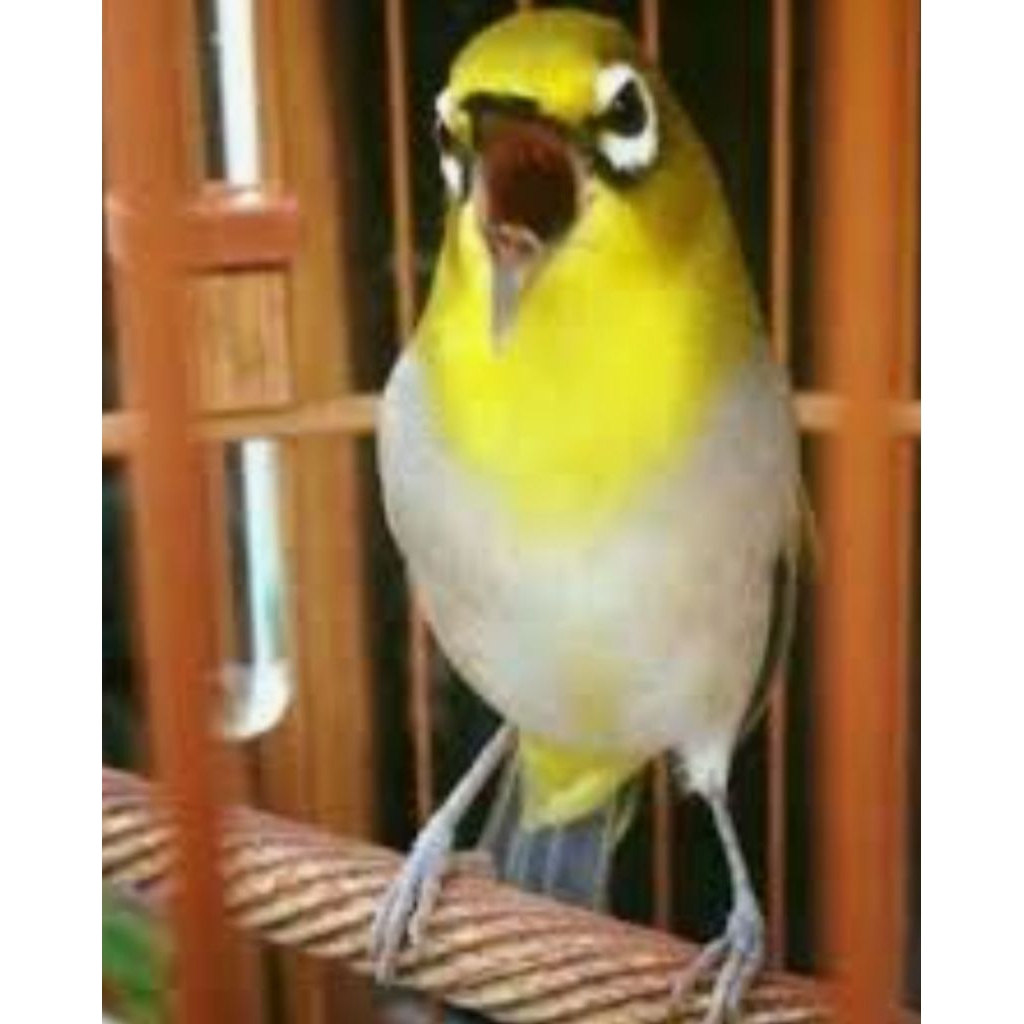 pleci Bustomi pilihan jantan