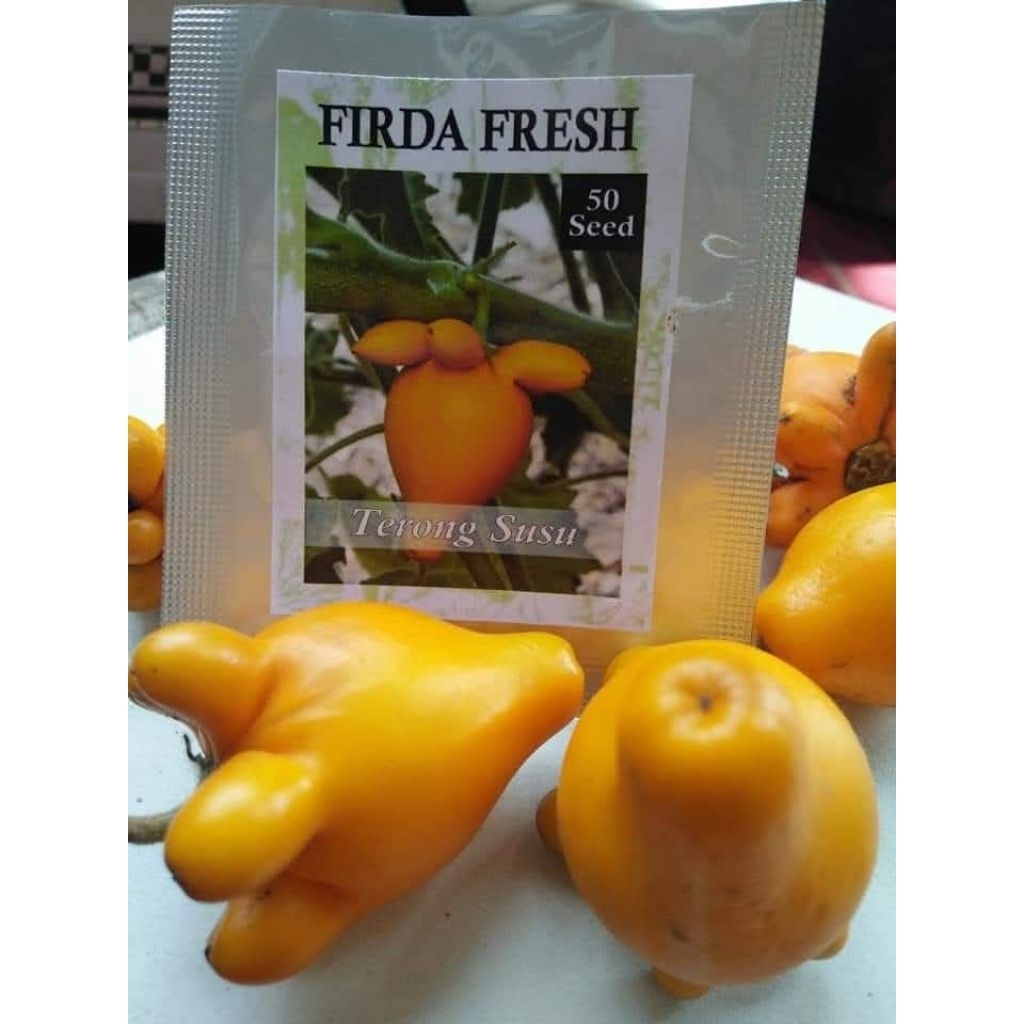Benih Terong Susu/Solanum Mammosum