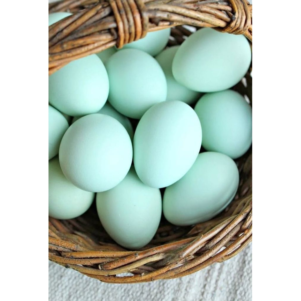 

TELOR ASIN PREMIUM ,telor bebek