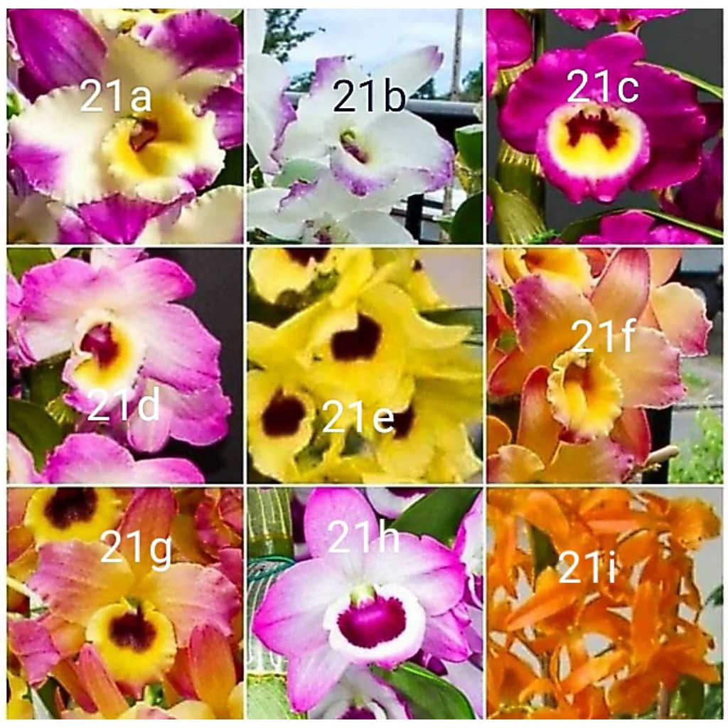 Tanaman hias anggrek dendrobium paket 36 macam2x bunganya