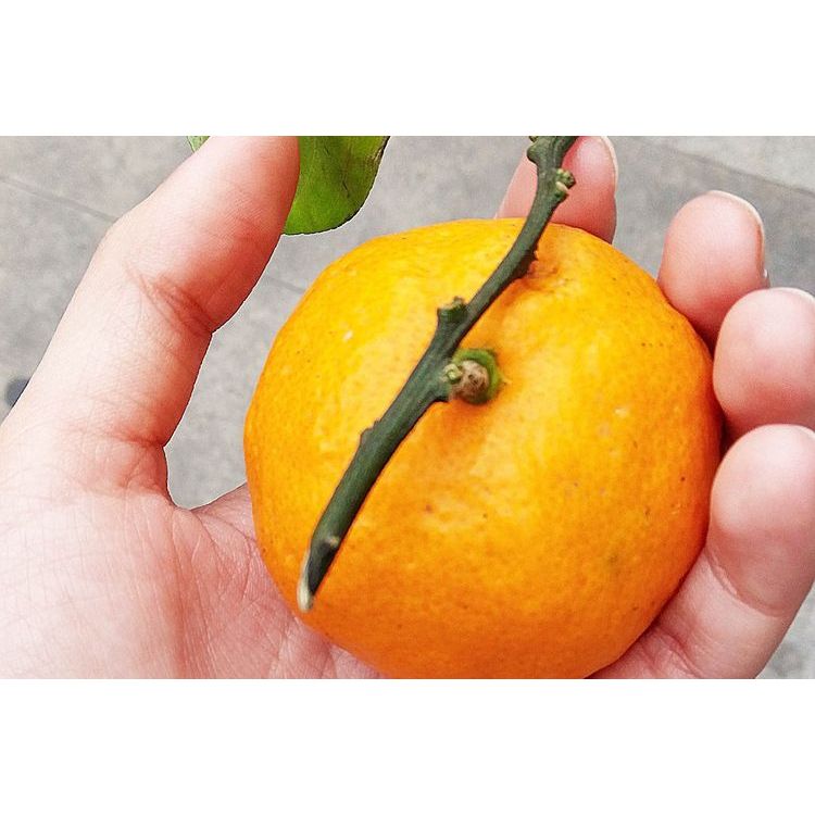 

jeruk manadarin orange