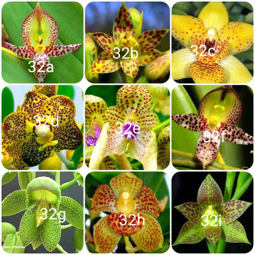 Tanaman hias anggrek dendrobium paket 36 macam2x bunganya