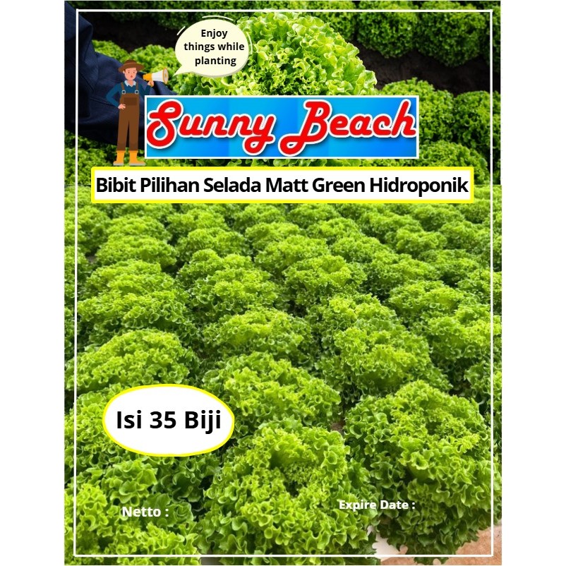 Bibit Pilihan Selada Matt Green Hidroponik | Biji Benih Selada Matt Green Hidroponik | Selada Matt G