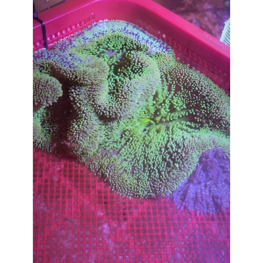 Anemon Karpet hijau khusus air laut