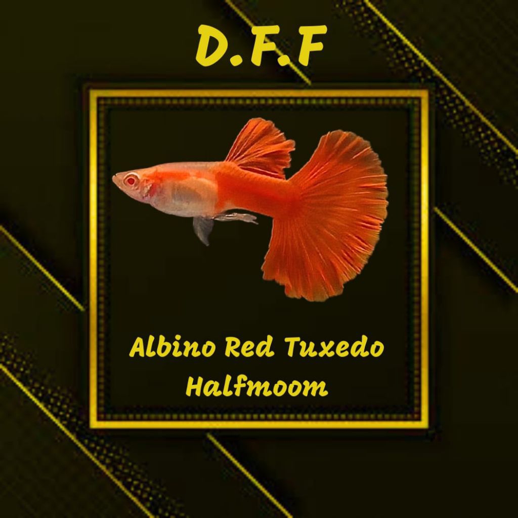 

BOX STEROFOAM-A RED TUXED0 HM