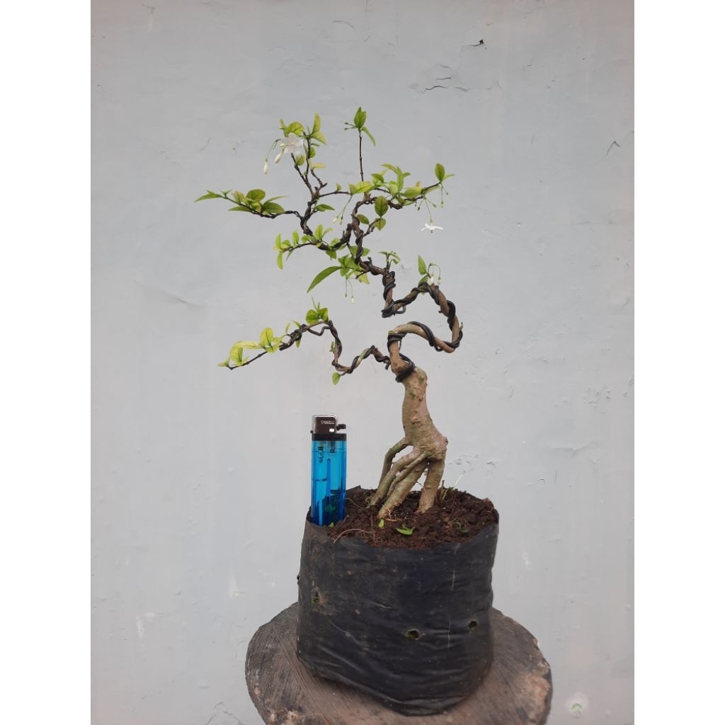 bahan bonsai anput realpict