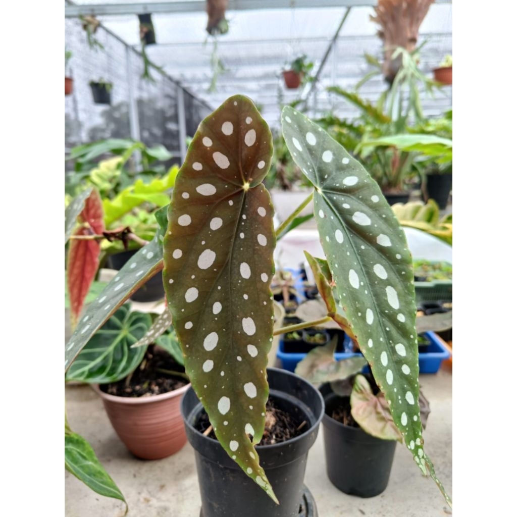 Begonia Polkadot Putih Tanaman Hias