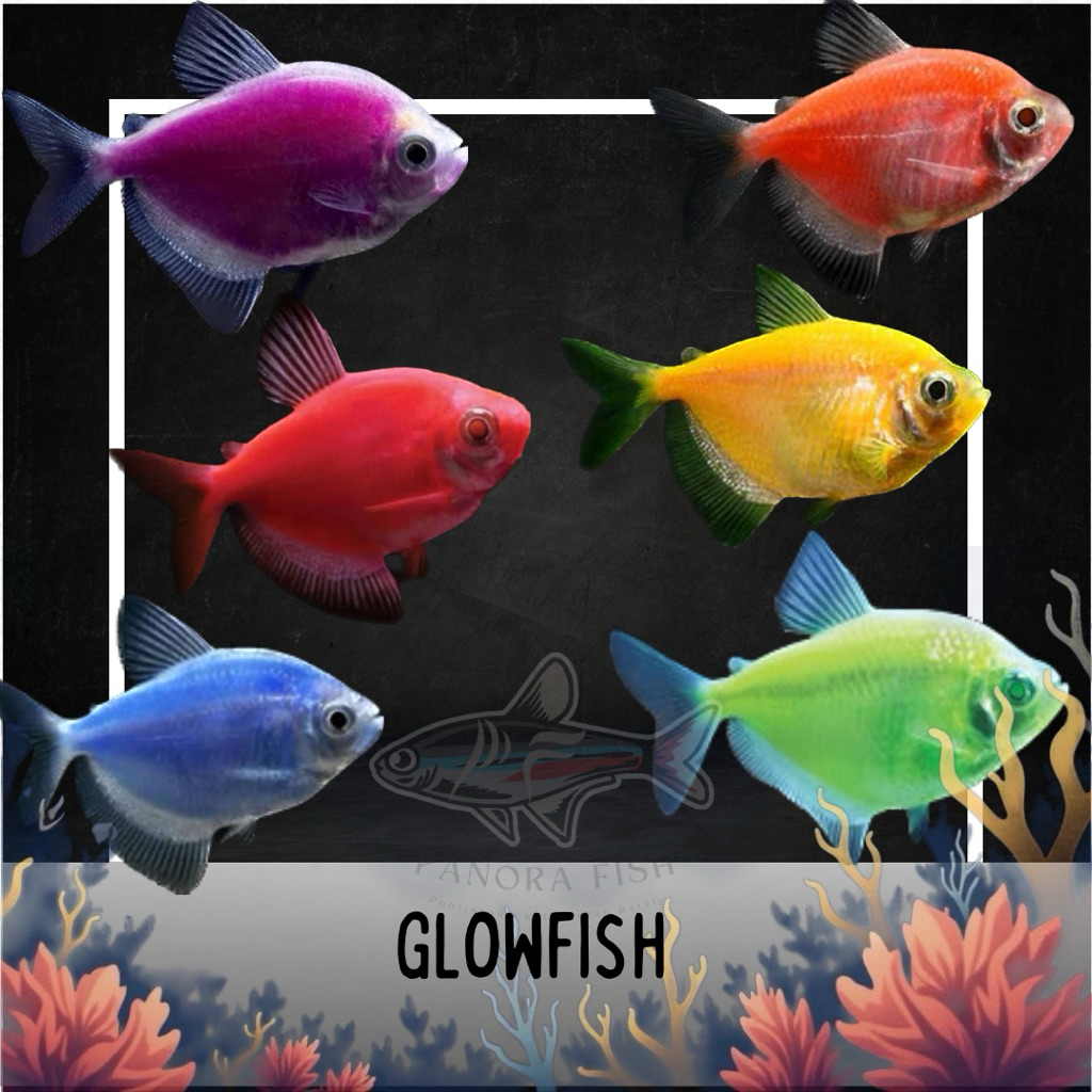perlengkapan aquarium glow fish