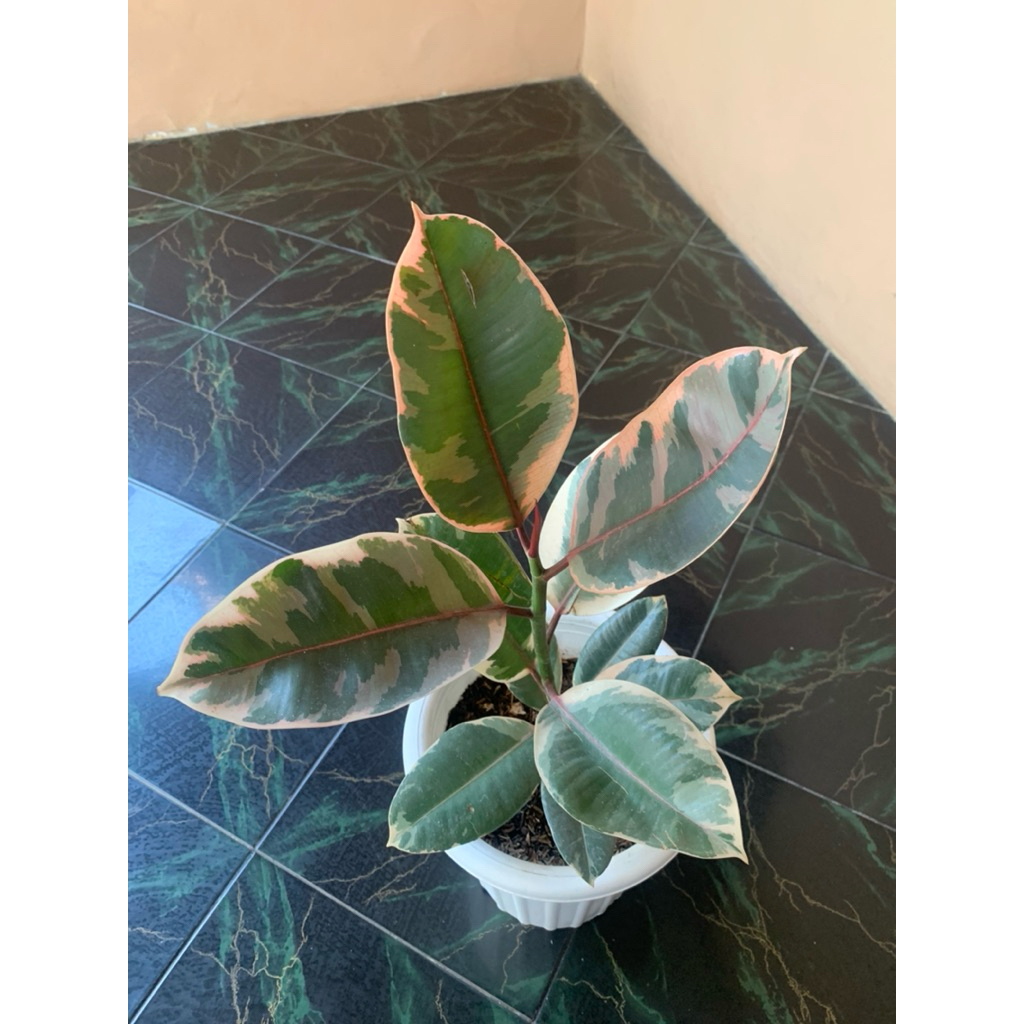 FICUS RED RUBY