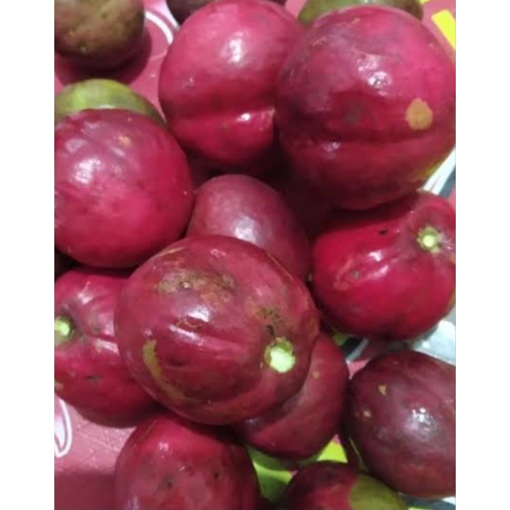 

Promo Buah mahkota dewa segar alami 200 gram