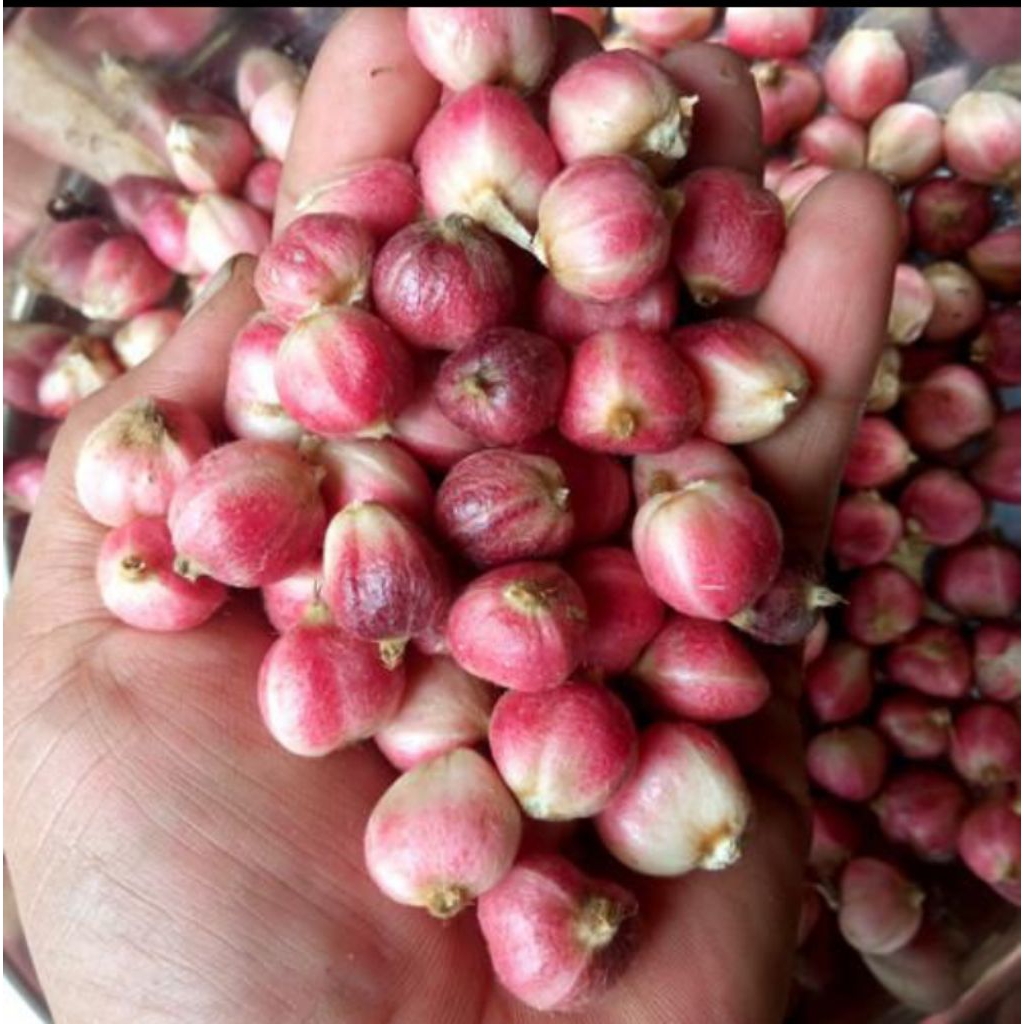 

KAPULAGA BASAH 1KG KAPULAGA BERSIH