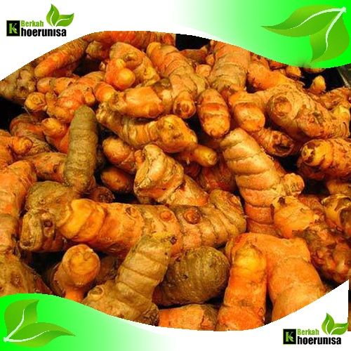 

Temu/Kunyit Segar 1 kg rempah dan herbal alami