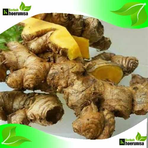 

BANGLE (Zingiber purpureum Roxb.) SEGAR panglai / panglay