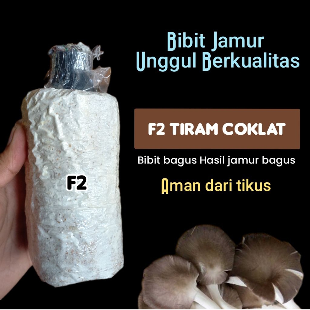 

Bibit Jamur Unggul F2