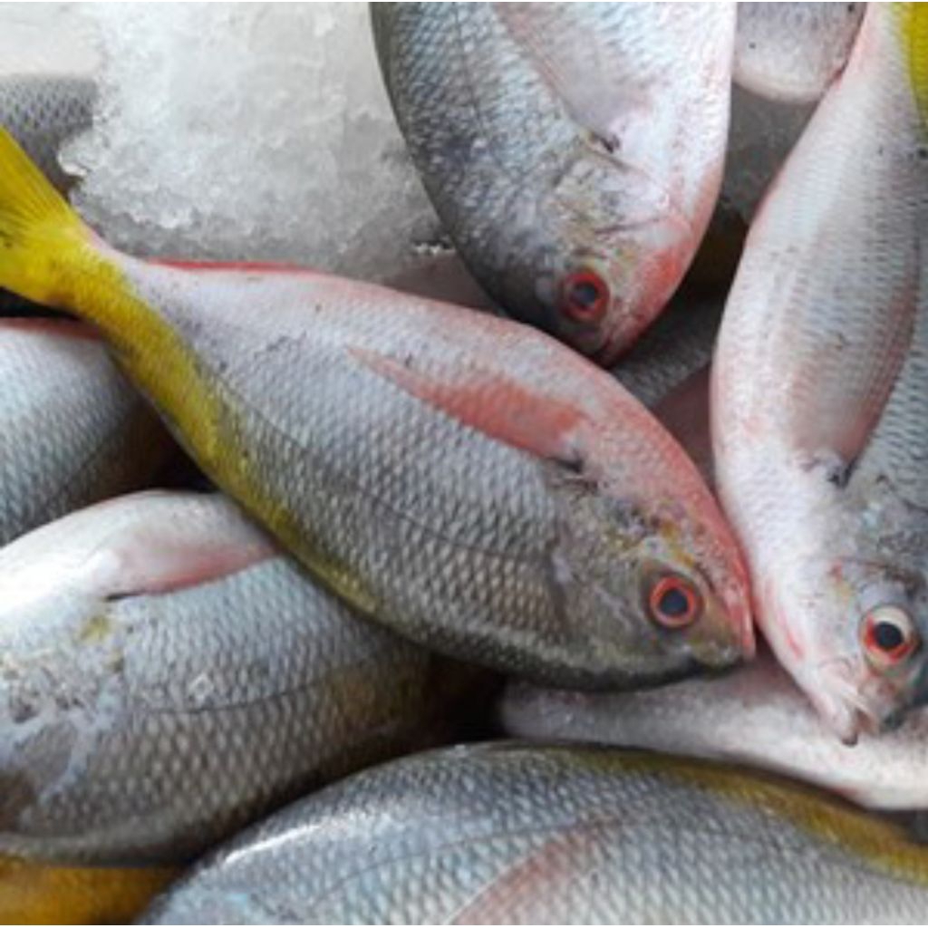 

ikan segar ekor kuning 500gr