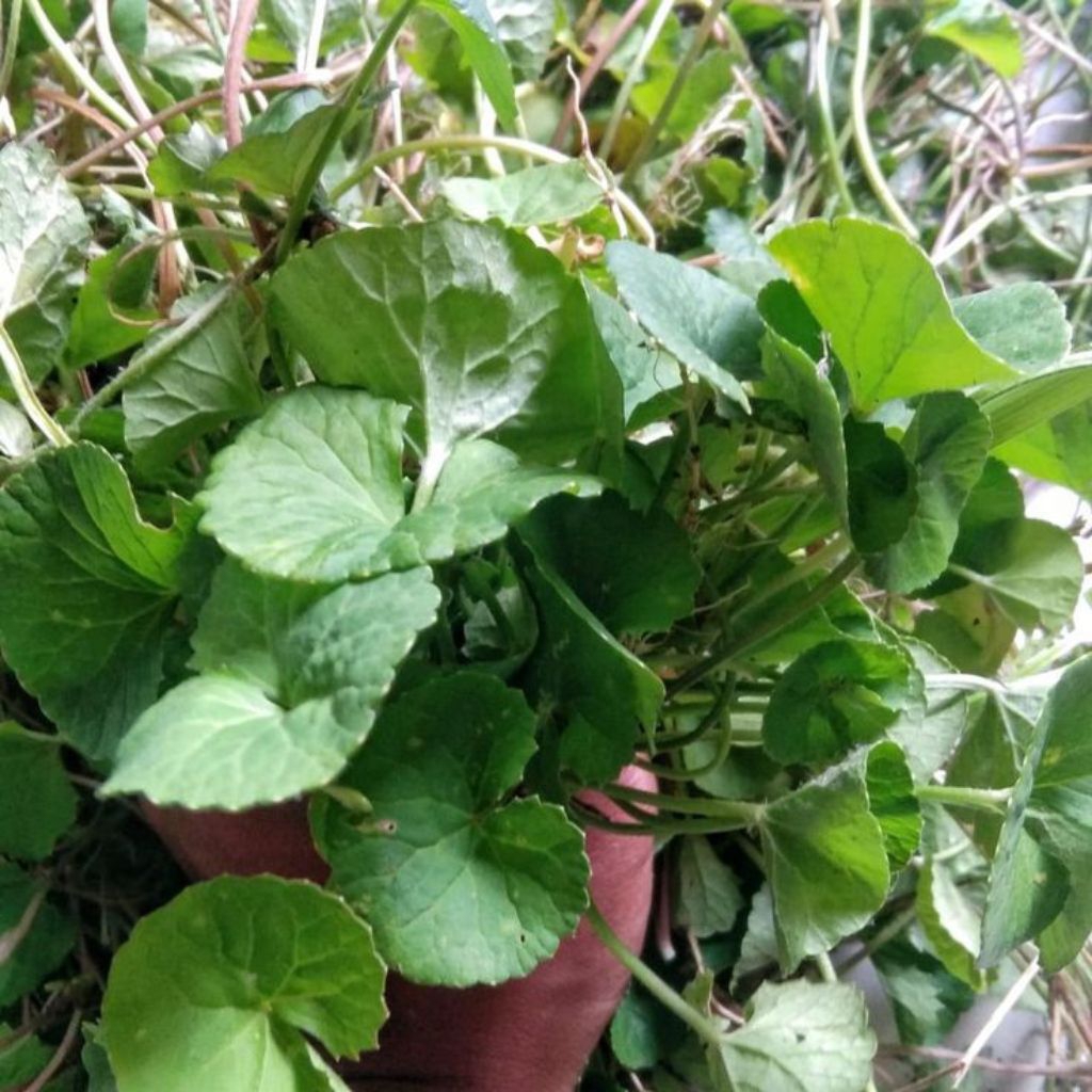 

Daun Pegagan Segar 250gr / Bibit Pegagan / Daun Antanan / Daun Jalukap / Daun Herbal Fresh / Daun Obat Tradisional