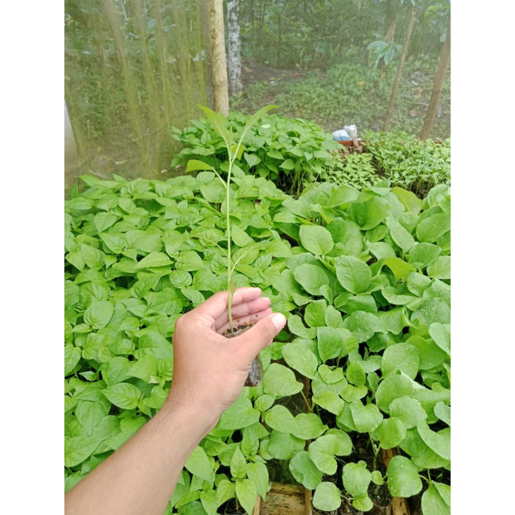 ( 10 POHON ) BIBIT CABE RAWIT HIJAU SIAP TANAM - BIBIT CABAI RAWIT HIJAU SIAP TANAM - BIBIT CABE RAW
