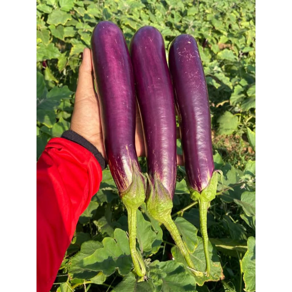 

Terong Ungu Super 1kg