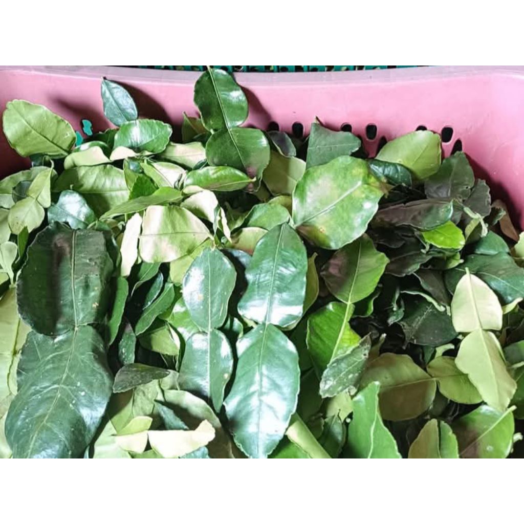 

Daun Jeruk Super 1kg