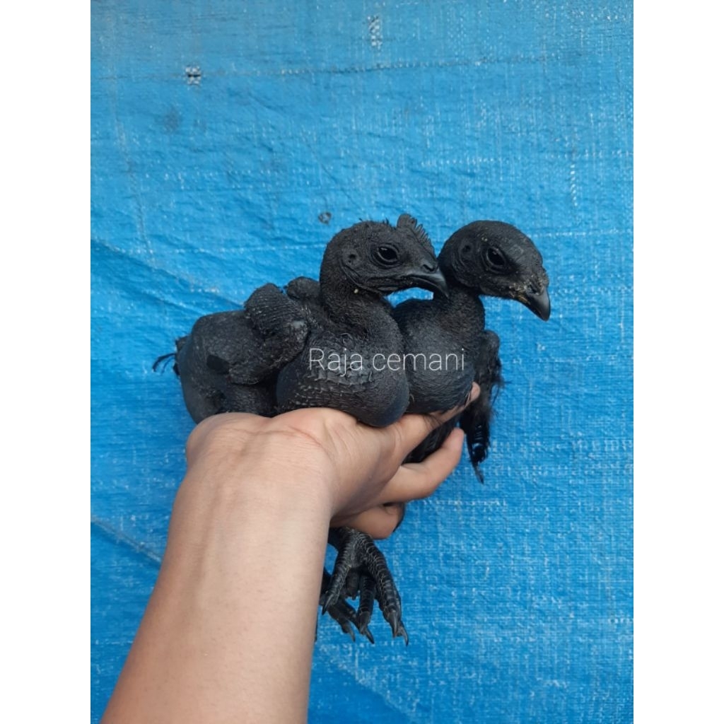 

Telur Ayam Cemani Lidah Hitam Super