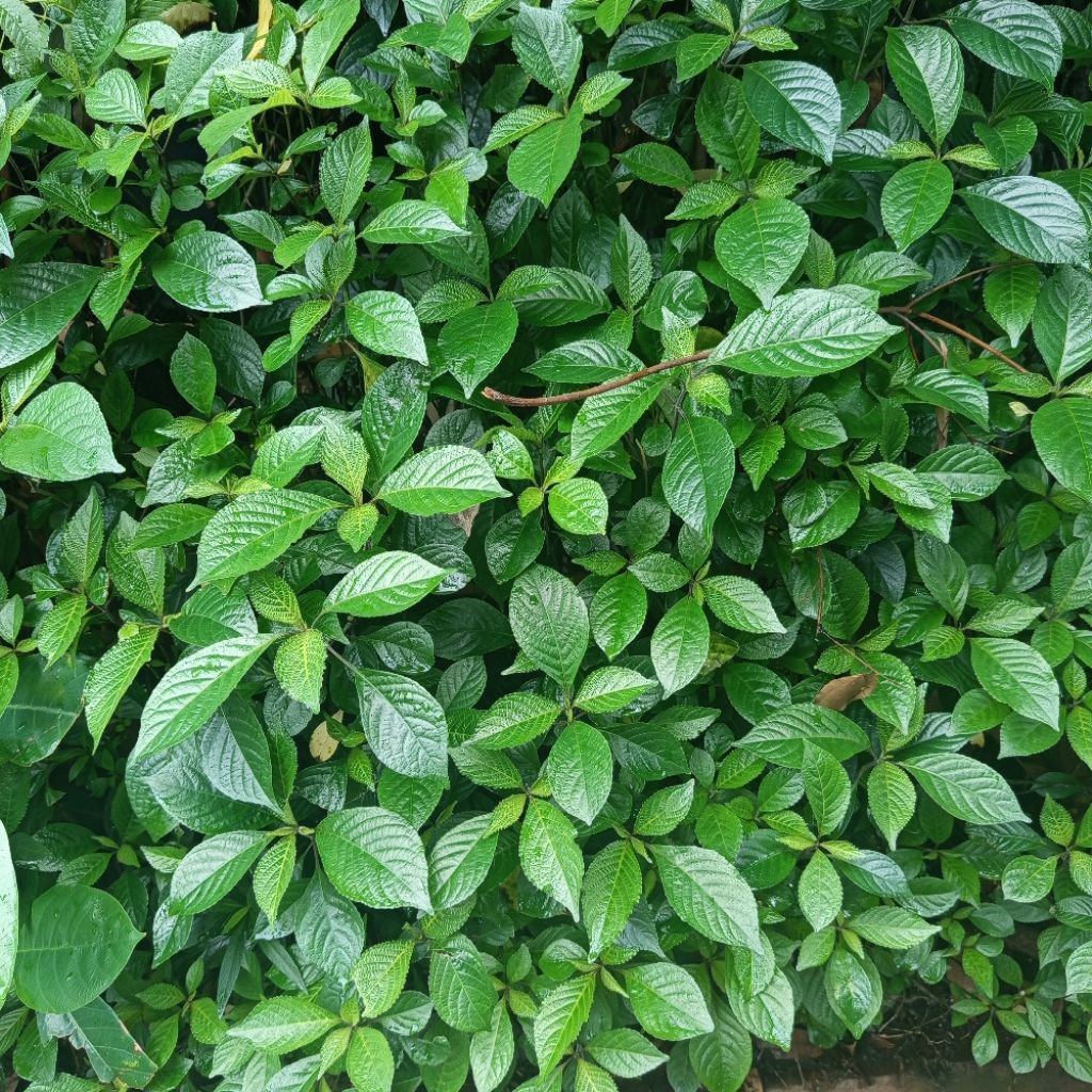 

100 gram Daun Kecibeling/Kejibeling Daun herbal Ampuh atasi batu ginjal dan diabetes