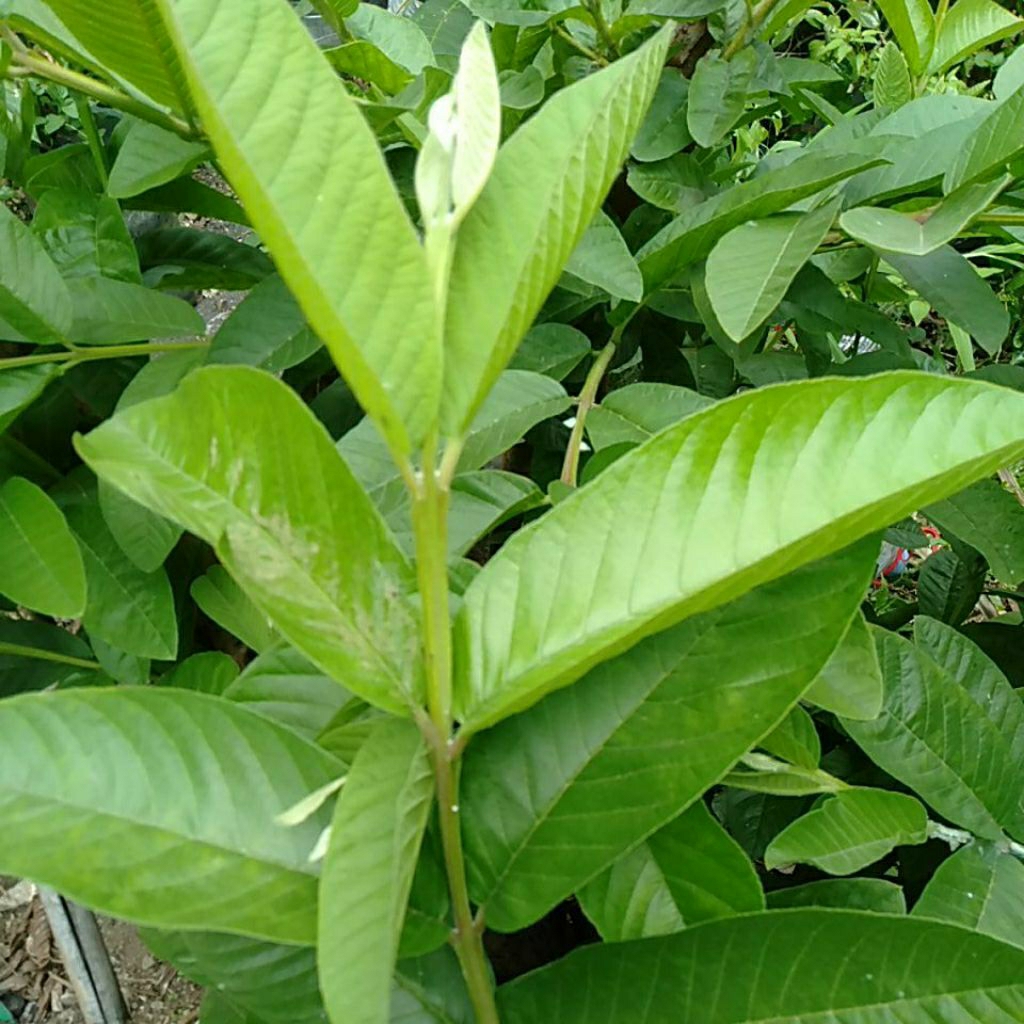 

Pucukdaun Muda Jambu klutuk petik segar