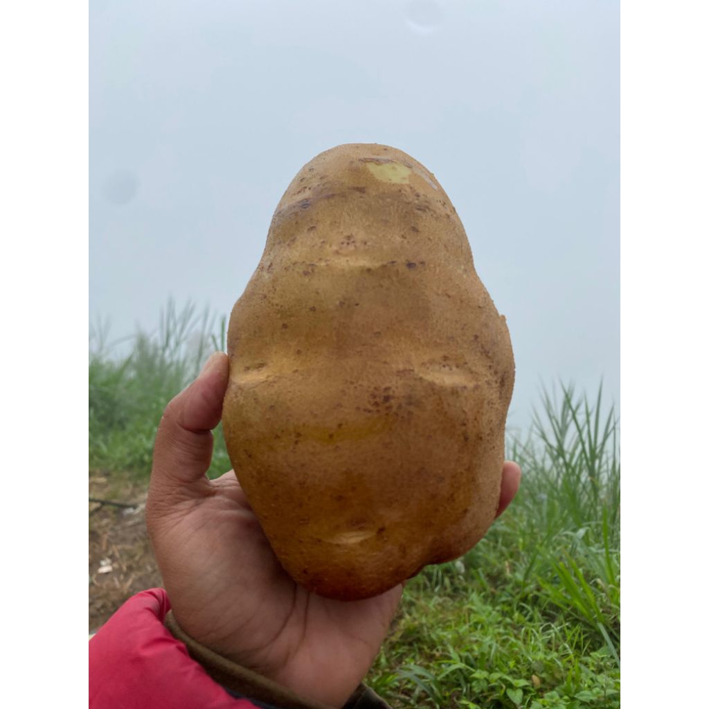 

kentang SUPER JUMBO ISI 1 Biji