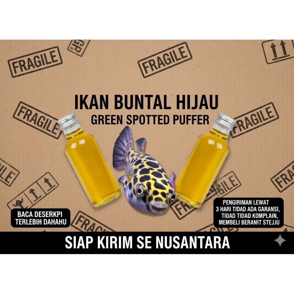 

etalase minyak buntal hijau / buntal ijo / green puffer