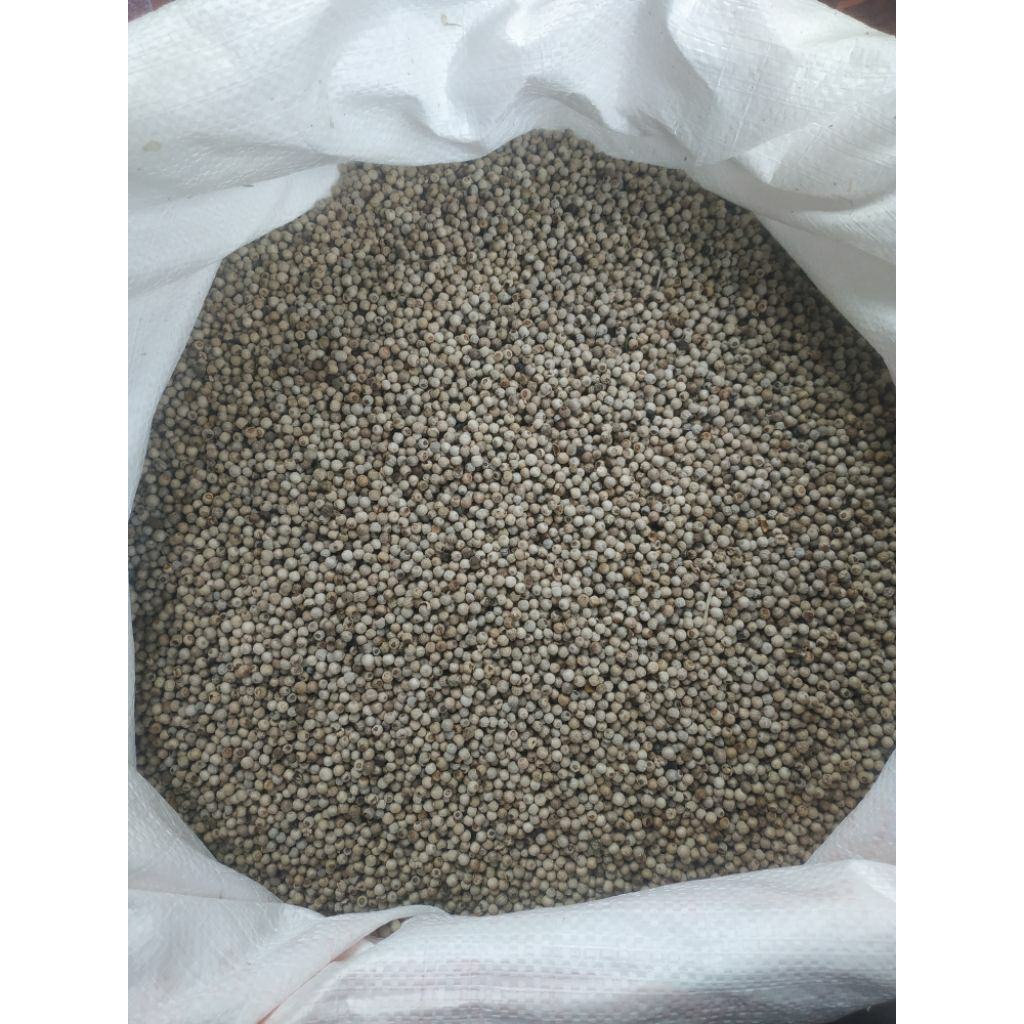 

Lada Putih Butir 1Kg / Lada Putih Butir / Bumbu Dapur Premium / Lada Putih Alami